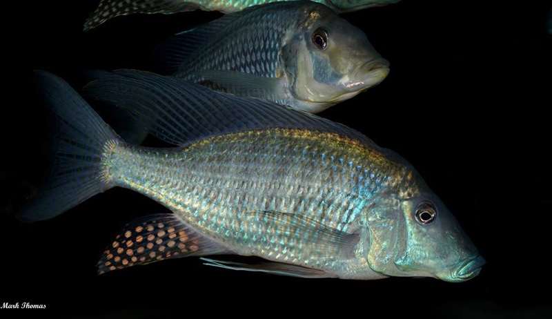 Taeniolethrinops praeorbitalis